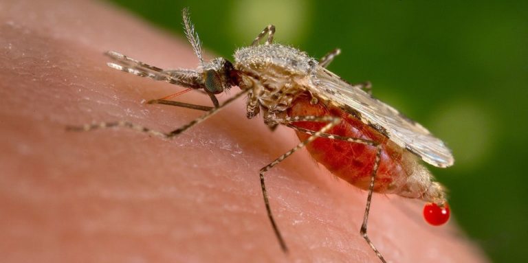 A mosquito actively sucking blood Picture credit www.inverse.com 