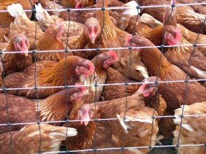 Bird Flu 300x225