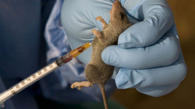 Lassa fever 653x365