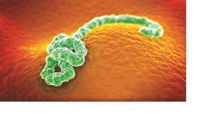 The new RNA research had also revealed the co evolution of viruses