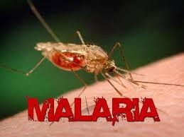 covid 19 malaria