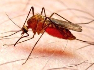 Malaria