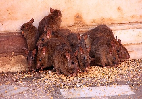 lassa fever 1