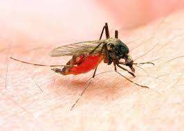 malaria gains
