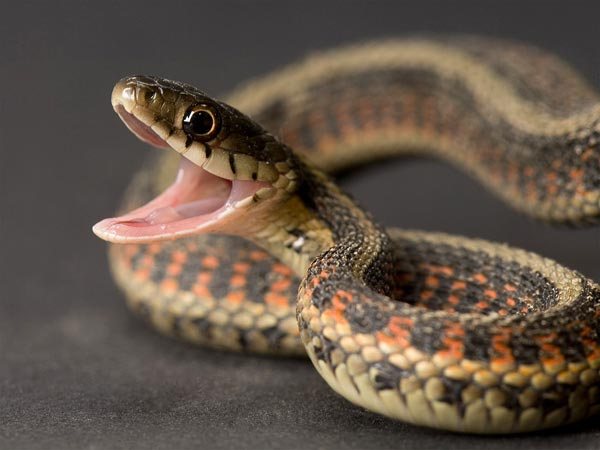 snake medicine